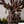Load image into Gallery viewer, Princess Mononoke Forest Spirit Accessory Tray Jewelry Holder

