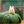 Load image into Gallery viewer, My Neighbor Totoro Acorn Shaker Keychain
