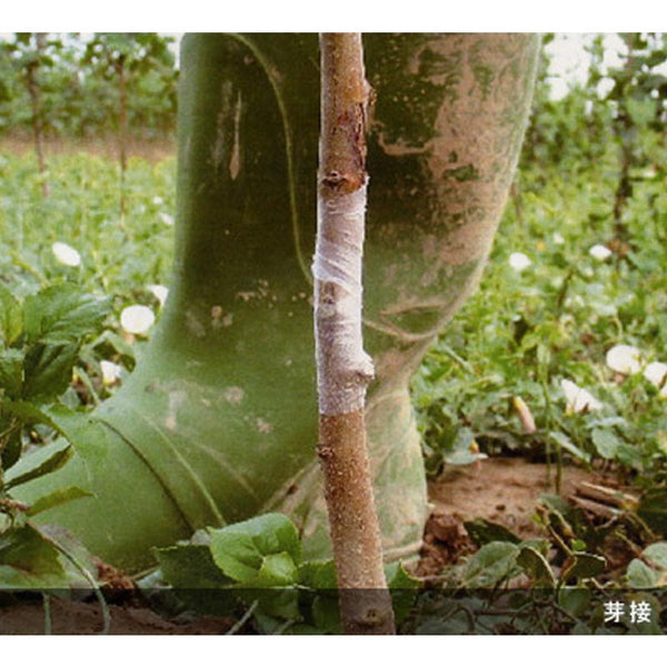 Aglis New Medel non perforated Buddy Tape Agricultural Materials 25mm x 30M