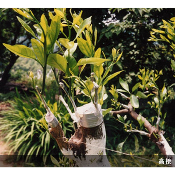 Aglis New Medel non perforated Buddy Tape Agricultural Materials 25mm x 30M