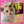Load image into Gallery viewer, C.O.T.O Cat Turning 2026 Daily Calendar Refill – CK-C26-02 (Japan)
