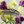 Load image into Gallery viewer, LOVE CHROME PG TSUKI Premium Black Hair Comb
