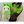 Load image into Gallery viewer, Pokemon Chikorita Life-Size Plush
