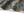 Load image into Gallery viewer, Kapital fastcolor Selvedge Bandana (ANTLER NAJA) 20x20
