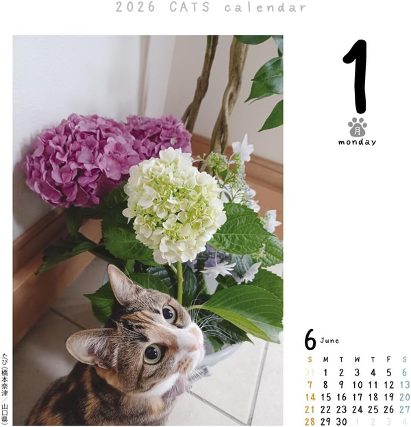 C.O.T.O Cat Turning 2026 Daily Calendar Refill – CK-C26-02 (Japan)