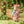 Load image into Gallery viewer, Sylvanian Families Deer Baby Waterside Swing Playset
