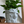 Load image into Gallery viewer, Princess Mononoke Inspired Shishigami Planter Cover
