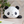 Load image into Gallery viewer, Panda Kopanda Pan-chan Funbaruzu Plush
