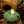Load image into Gallery viewer, My Neighbor Totoro Acorn Shaker Keychain
