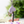 Load image into Gallery viewer, Spirited Away Boh Mouse &amp; Fly Bird Keychain
