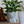 Load image into Gallery viewer, Princess Mononoke Inspired Shishigami Planter Cover
