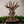 Load image into Gallery viewer, Princess Mononoke Forest Spirit Accessory Tray Jewelry Holder
