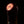 Load image into Gallery viewer, YA-MAN TOKYO JAPAN Bloom 5 RF Facial Device YJFS16YL
