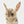 Load image into Gallery viewer, Hansa BH7497 Jerboa Plush Toy Realistic Animal
