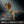 Load image into Gallery viewer, Mattel Jurassic World Hammond Collection Dinosaur Action Figure [Pre-order]
