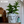 Load image into Gallery viewer, Princess Mononoke Inspired Shishigami Planter Cover
