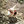 Load image into Gallery viewer, Princess Mononoke Yakul Plush Mascot Keychain
