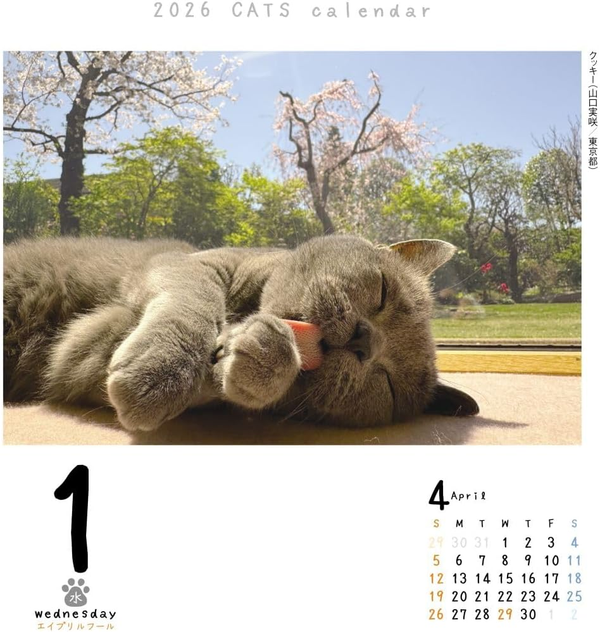 C.O.T.O Cat Turning 2026 Daily Calendar Refill – CK-C26-02 (Japan)