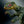Load image into Gallery viewer, Mattel Jurassic World Hammond Collection Hypsilophodon Action Figure [Pre-order]
