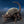 Load image into Gallery viewer, Bandai S.H.MonsterArts Anguirus 1972 Godzilla vs Gigan Figure

