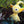 Load image into Gallery viewer, Sanei Boeki Pikmin Plush Toy – Yellow Pikmin ALL STAR COLLECTION
