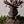 Load image into Gallery viewer, Princess Mononoke Forest Spirit Accessory Tray Jewelry Holder
