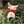 Load image into Gallery viewer, Princess Mononoke Yakul Plush Mascot Keychain
