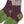 Load image into Gallery viewer, Kapital 56 strand wool Van Gogh heather HOBO stitch socks
