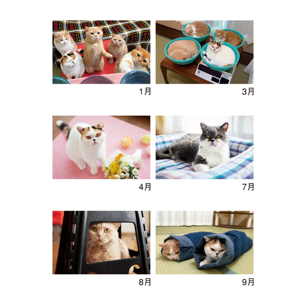 Mikan & Jiro’s Cute Cats 2026 Calendar – 6 Adorable Cats