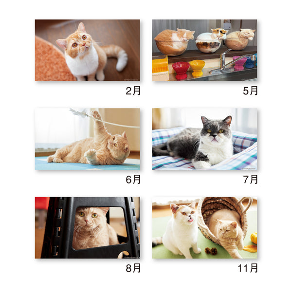 2026 Desk Calendar – “Mikan and Jiro’s Home” Cats Series