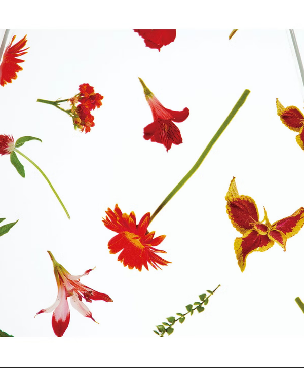 plantica×Wpc Flower Dome Vinyl Umbrella