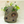 Load image into Gallery viewer, Castle in the Sky Laputa Robot Soldier Planter – Decorative Garden Pot

