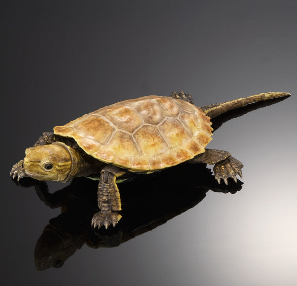 Bandai Ikimono Zukan Advance Kame 02 Turtle Figure Set of 4