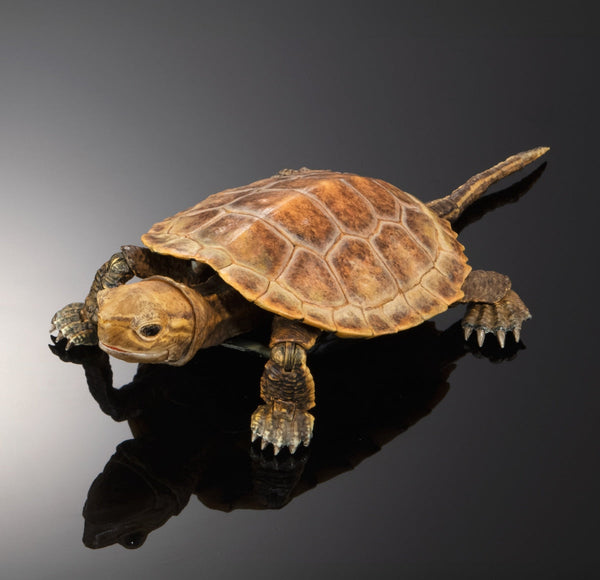 Bandai Ikimono Zukan Advance Kame 02 Turtle Figure Set of 4