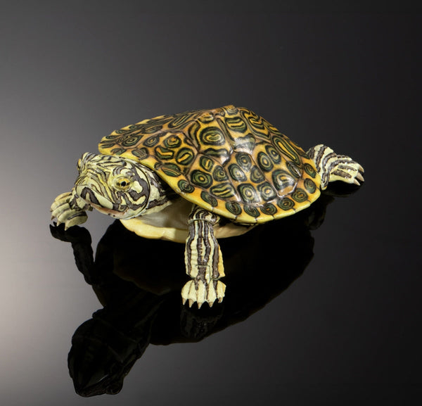 Bandai Ikimono Zukan Advance Kame 02 Turtle Figure Set of 4