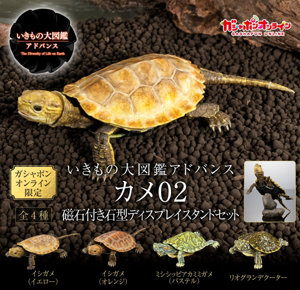 Bandai Ikimono Zukan Advance Kame 02 Turtle Figure Set of 4