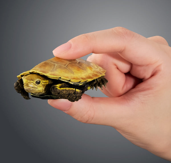 Bandai Ikimono Zukan Advance Kame 02 Turtle Figure Set of 4