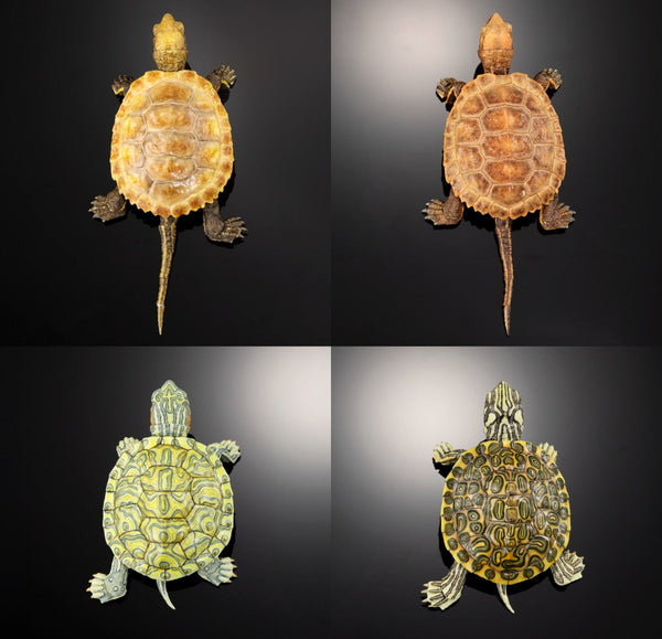 Bandai Ikimono Zukan Advance Kame 02 Turtle Figure Set of 4