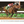 Load image into Gallery viewer, Gallop 2026 Horse Racing Desk Calendar
