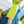 Load image into Gallery viewer, Hobonichi Techo 2027 Weeks MEGA Lime Green Planner
