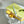Load image into Gallery viewer, Hobonichi Techo Colors Fresh Citron Original A6 Cover 2027
