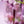Load image into Gallery viewer, Hobonichi Techo 2027 ONLY IS NOT LONELY Lilac A6 Planner Cover
