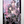 Load image into Gallery viewer, The Wolf Wipes the Tears of the Cursed Girl (D Novel f) – Japanese Light Novel Book
