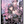 Load image into Gallery viewer, The Wolf Wipes the Tears of the Cursed Girl (D Novel f) – Japanese Light Novel Book
